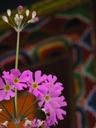 Temple flower.